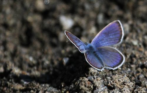 Blue butterfly - Blue butterfly in summer