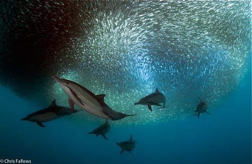 Sardine gathering - This time of the year Sadine gather of South Africa. Dolphins are one of the sea creatures to heavest of the fish.