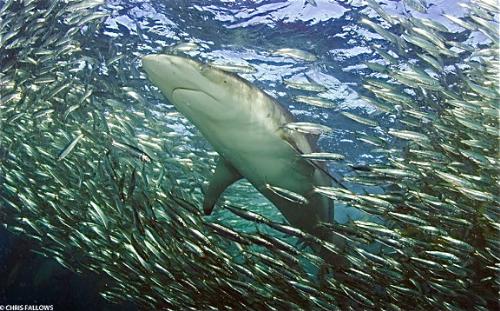 another shark - Another shark in the sardine run off South Africa.