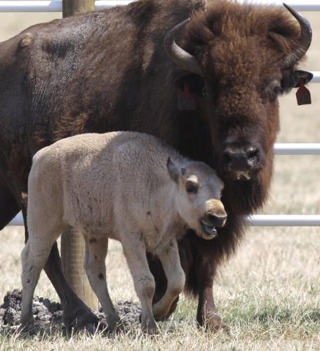 White Buffalo - A white buffalo calf was born on a Texas Ranch in June. White buffalo are scared to the American Indians.
