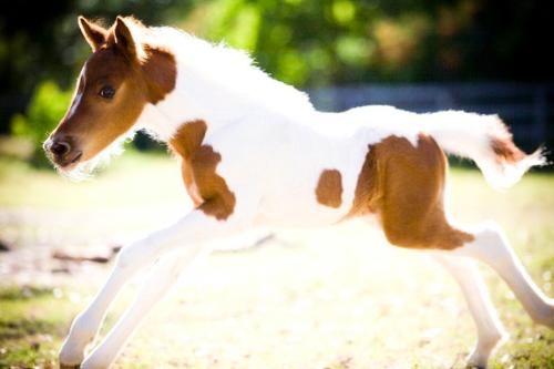Foal - A pinto foal running.