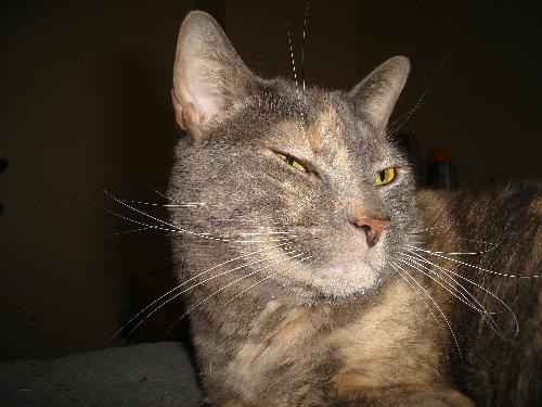 Sarge - my other kitty. with a big kitty grin.