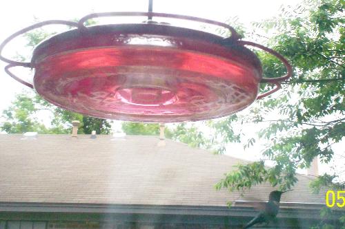 Hummingbird in Flight - Had enough to eat!!