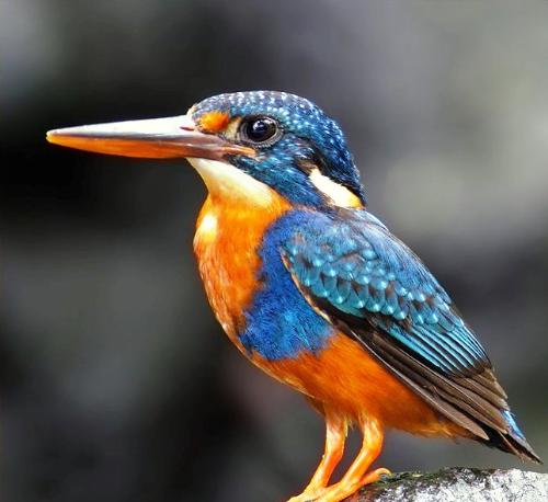 bird - blue and orange bird.