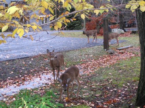 Deer in the Pocono Mountains - A family of five deer came walking across my front lawn and stopped to visit for a while.  They seemed so calm and I think they enjoyed us as much as we enjoyed them.
