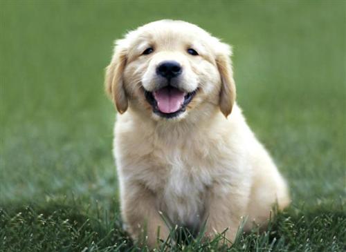 golden retriever puppy - I just got this photo over the internet and it's a very cute puppy.