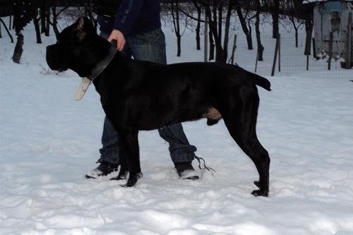 Cane Corso - strong and beautiful