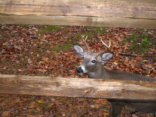 Deer  - This deer would like to be fed some carrots!  We aren't supposed to feed them though because they don't eat the leaves and berries which are good for their health.