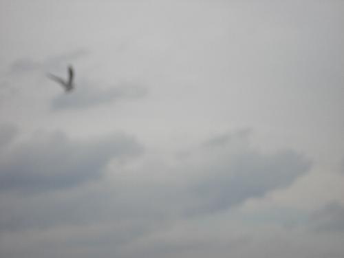 Bird - Do youlike the freedom can enjoy birds? look at this bird and see how free is in the whole sky. let's make an example from it!