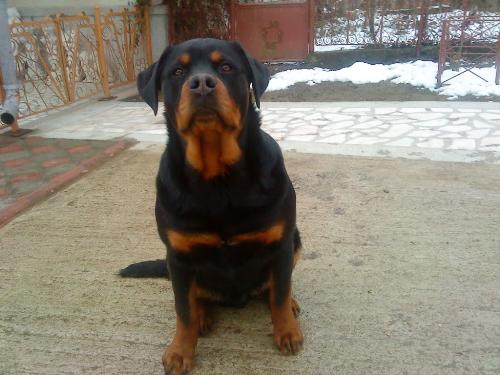 Rottweiler - One of the breeds I like the most