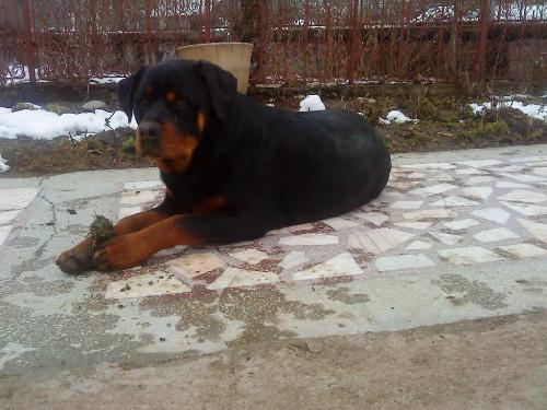 Rottweiler - One of the breeds I like the most