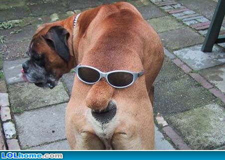cool doggy - just look at this sylish doggy.