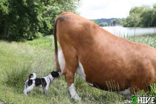 What is this? - This dog is checking out this cow's utter. Maybe the dog wants a snack?