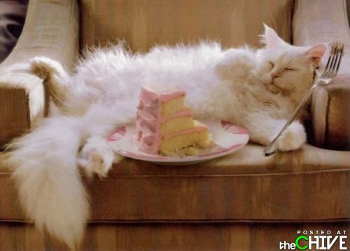 I couldn't eat another bite! - That is why the cat is sleeping! LOL!