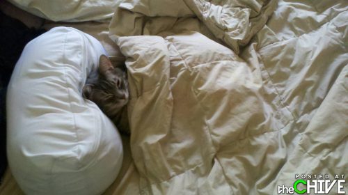 Cat in bed - Shhh! The cat is sleeping!