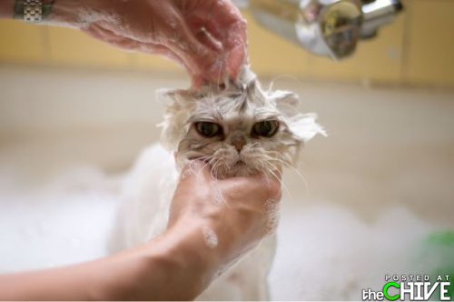 I hate baths! - This cat doesn't look to happy getting a bath!