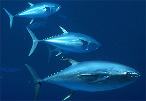 Tuna - There is more then one species of tuna.