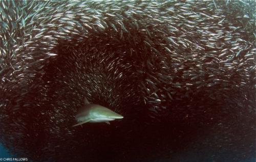 Shark  - This shark is traveling through a mirgration of sardines off of South Africa.