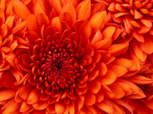 Chrysanthemum - beautiful