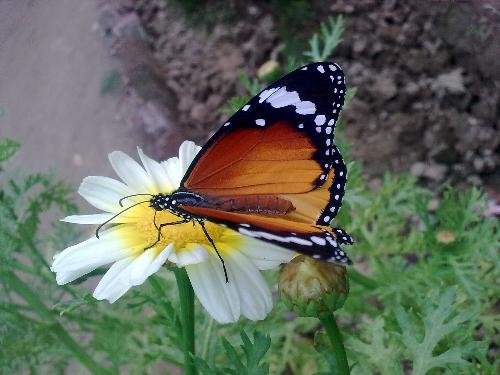 butterfly pic captured by me using my nokia mobile - captured by me last month in morning..