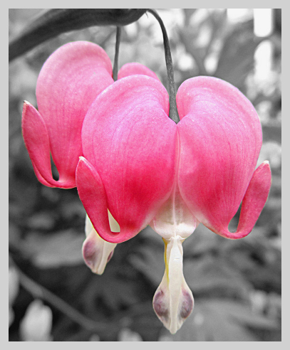 A Pair - The flower is a species called the bleeding heart. These particular two appear to be quite close - like a couple.