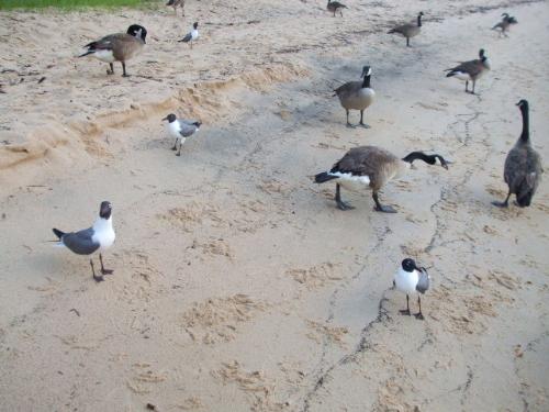 Canadian Geese and Sea Gulls - This picture was taken at Fairhope Alabama. It amazed me that you would see Canadian Geese and Sea Gulls together! Canadian Geese and Sea Gulls - This picture was taken at Fairhope Alabama. It amazed me that you would see Canadian Geese and Sea Gulls together!