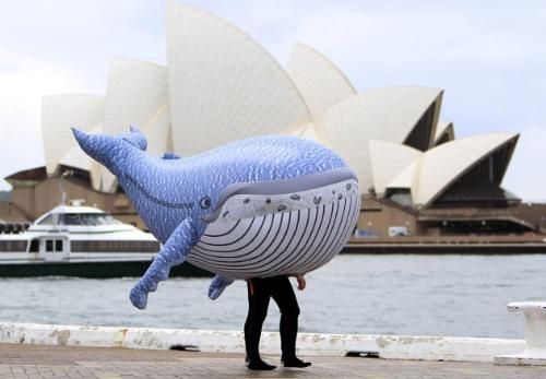 Getting ready for the whales - This person has a wearing a whale getting ready for the annual migration of whales off Australia. Funny!