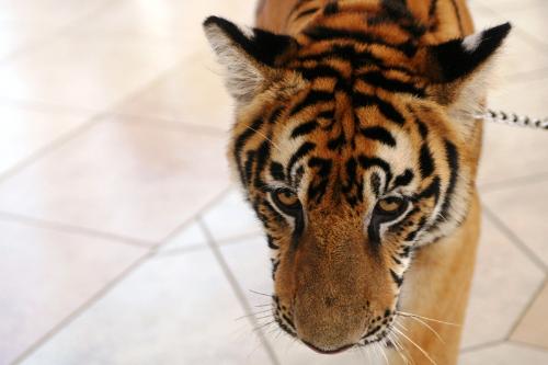 tiger - A politician in the Philippines pet tiger.