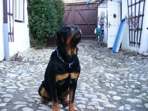 Rottweiler - A dog that I like