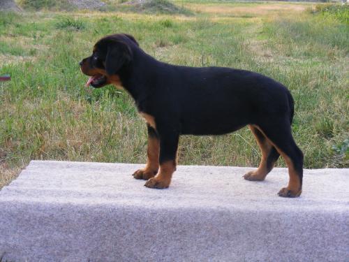 Rottweiler - A dog that I like