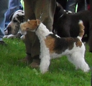 Fox Terrier - at CACIB Sibiu 2011