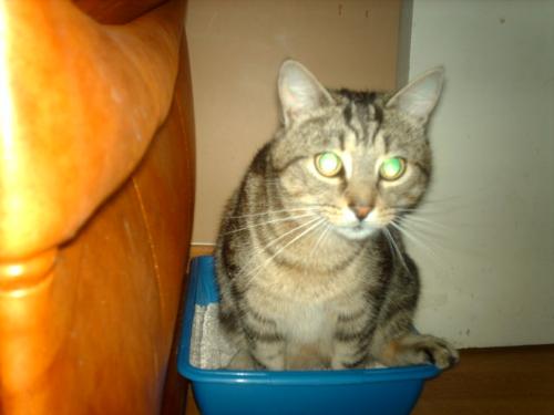 My cat TJ on the pan lol - a nice pic of my cat TJ trying to squat over the kittens littler tray that is well to small for him ha ha ha !