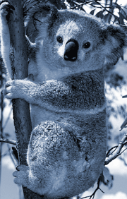 Koala Bear - They are native to Australia and only eat eucalyptas leaves from the tree with the same name.