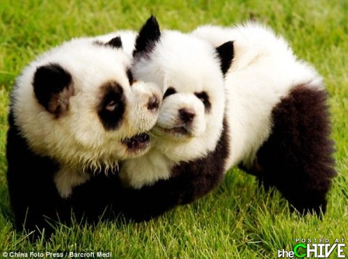 Panda Cubs - They are so cute and adorable!