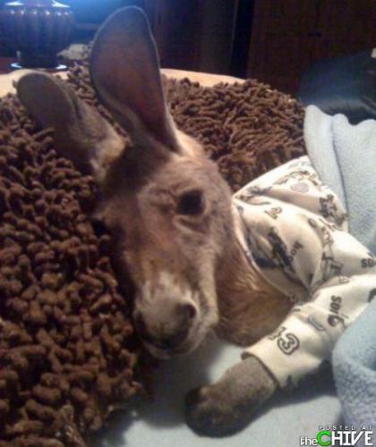 Kangaroo - A baby kangaroo ready for bed.