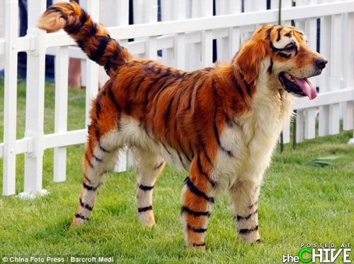 Tiger dog - This dog was painted up to look like a tiger!