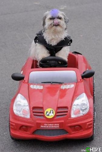 Ready to roll! - This dog looks like it is ready to hit the highway in his sports car!