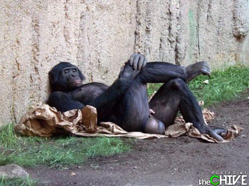 He in not human - this chimp isn't but they are our closest relative! They look very human at times!