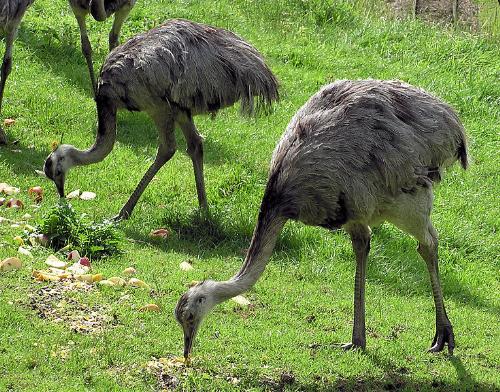 Rhea - They are a flightless bird from South America.