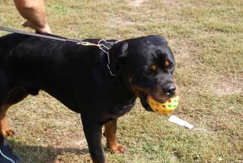 Rottweiler - a breed that I like