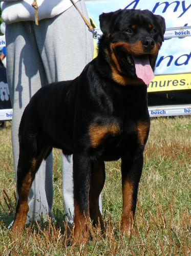 Rottweiler - a breed that I like
