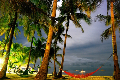 coconut trees - beach with coconut trees and dark blue skies.