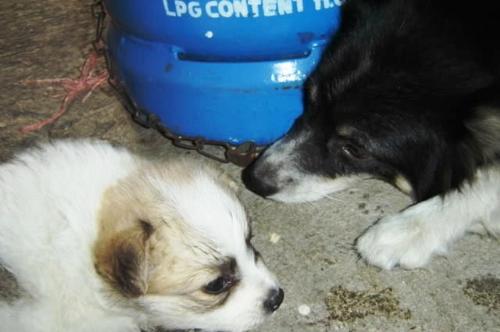 dog - dog and puppy sniffing liquified petroleum gas.