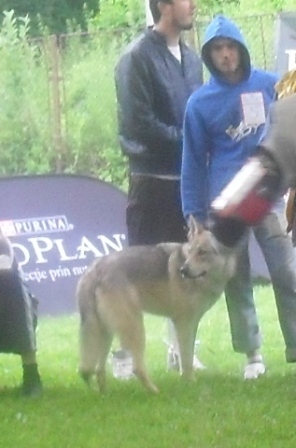 Czech Wolf - at CACIB Sibiu 2011