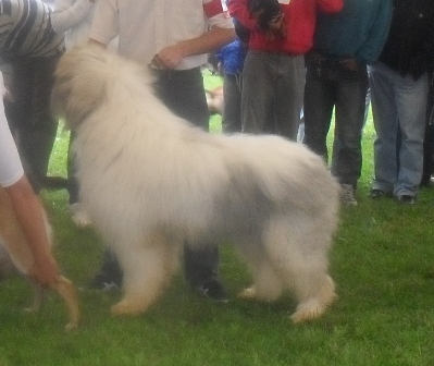Romanian Shepherd Mioritic - at CACIB Sibiu 2011