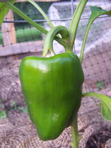 health - One of my peppers.