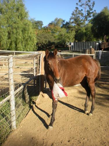 I rather play! - This weaning filly wants to play with her fly mask instead of wearing it!