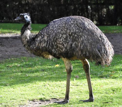 Emu - Australia's flightless bird.