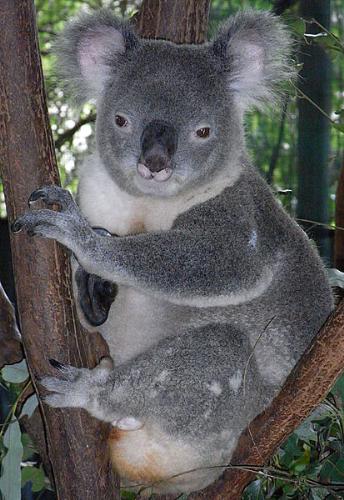 Koala - This is a male Koala. They only eat eucalepus leaves.