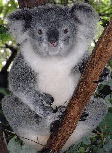 Koala - Female Koala. You can tell there is a little difference in appearance between the male and female.